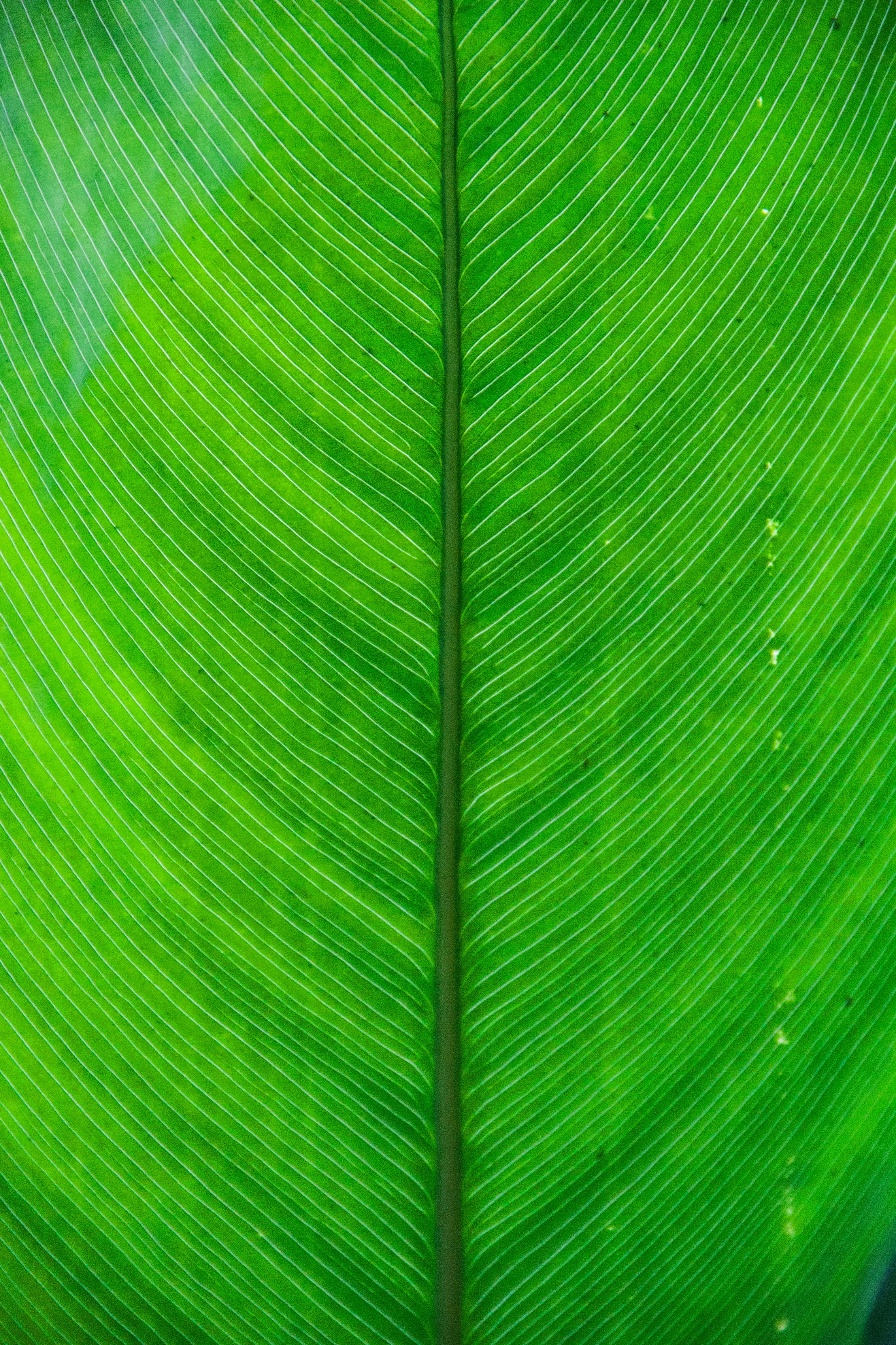 Green leaf close up