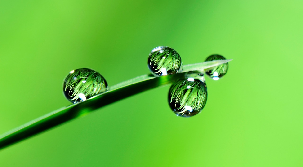 grass with droplets