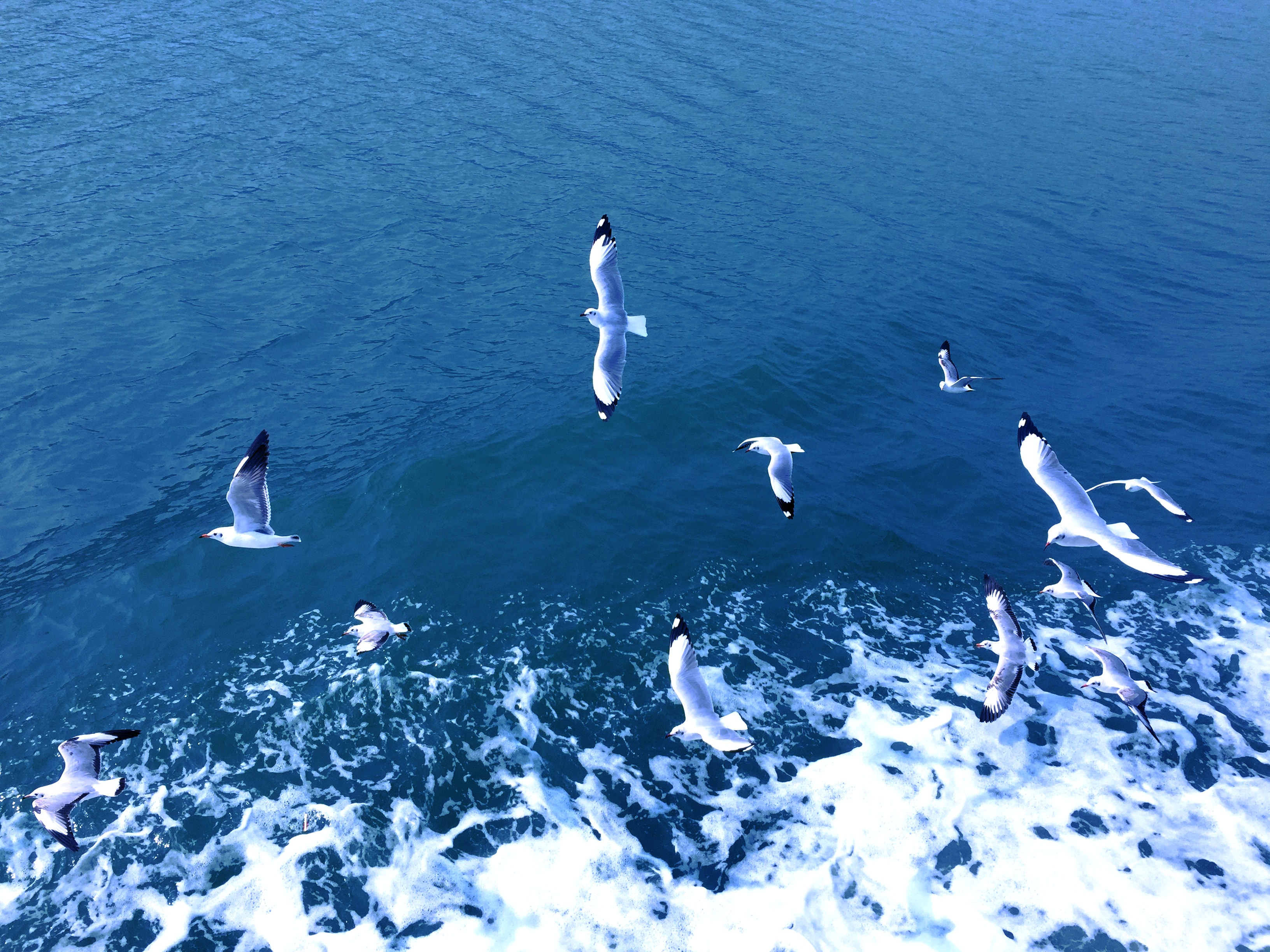 Sea birds flying