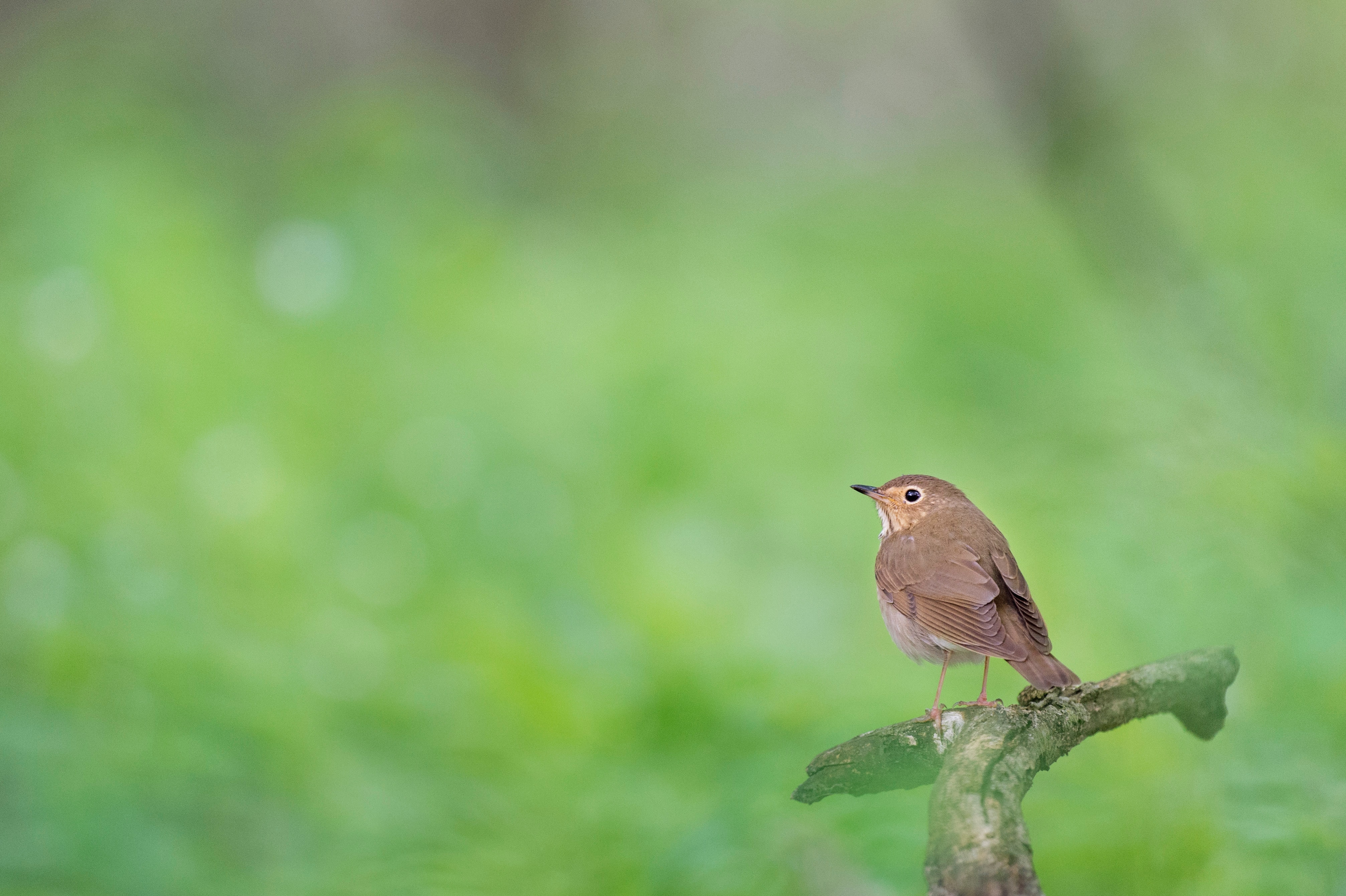 bird in green background