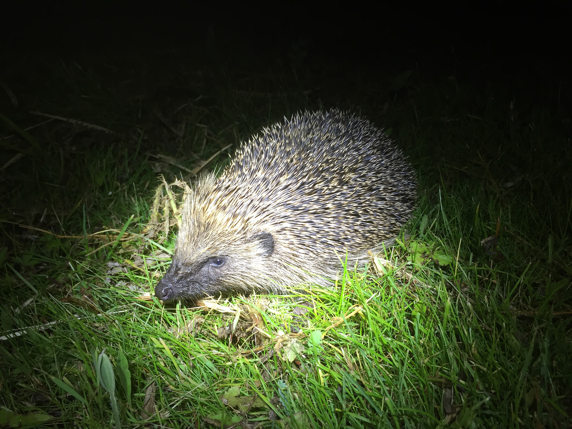 Hedgehog at night illuminated by a torch