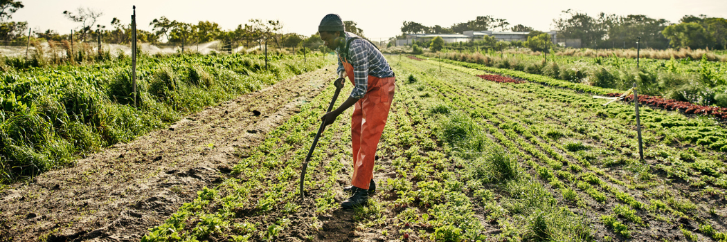 A man in a checked shirt and orange trousers working in a crop field.
