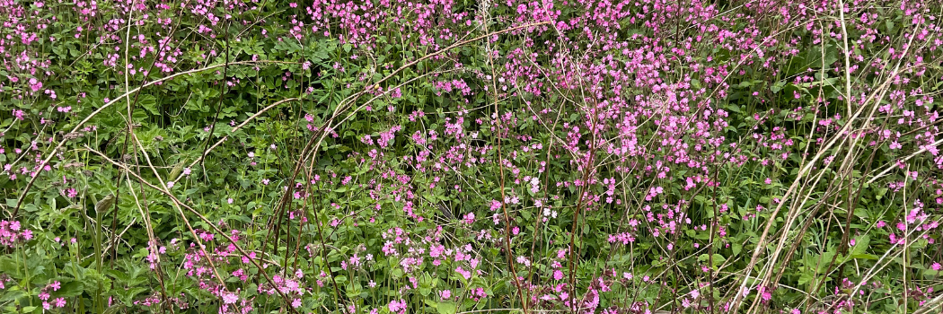 Red campion wildflower