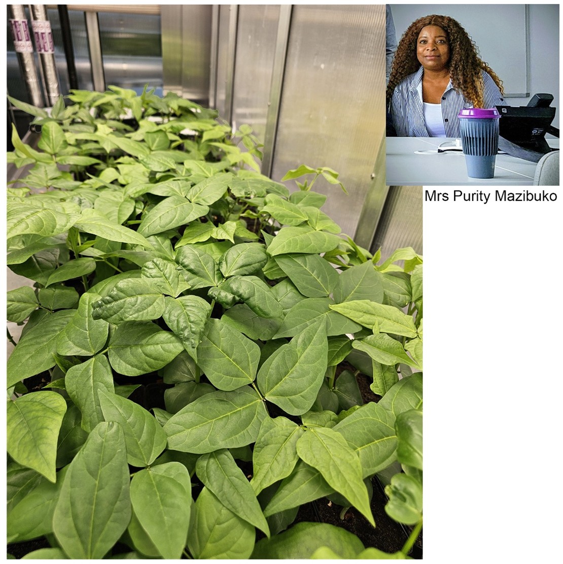 plants in a greenhouse