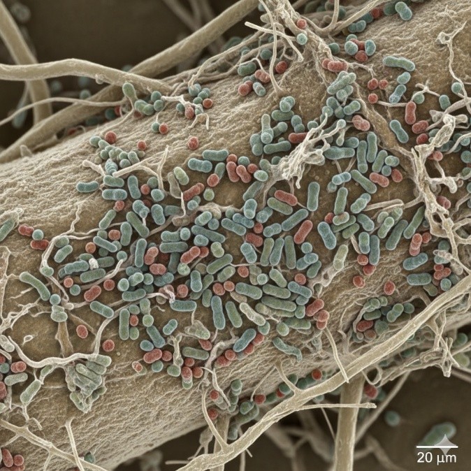 AI-generated image (Gemini) depicting plant root-microbe root interactions