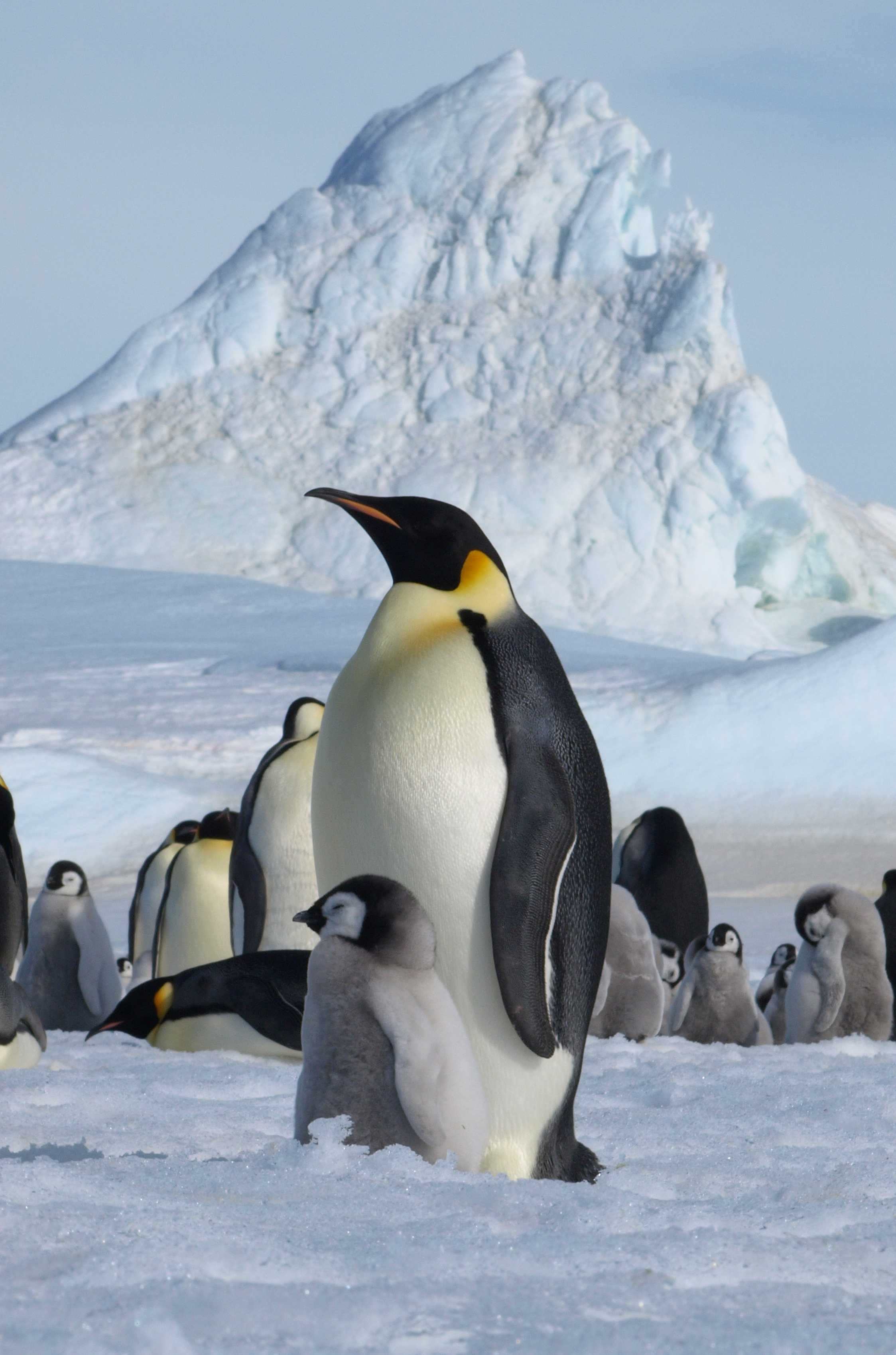 Iceberg and Penguins