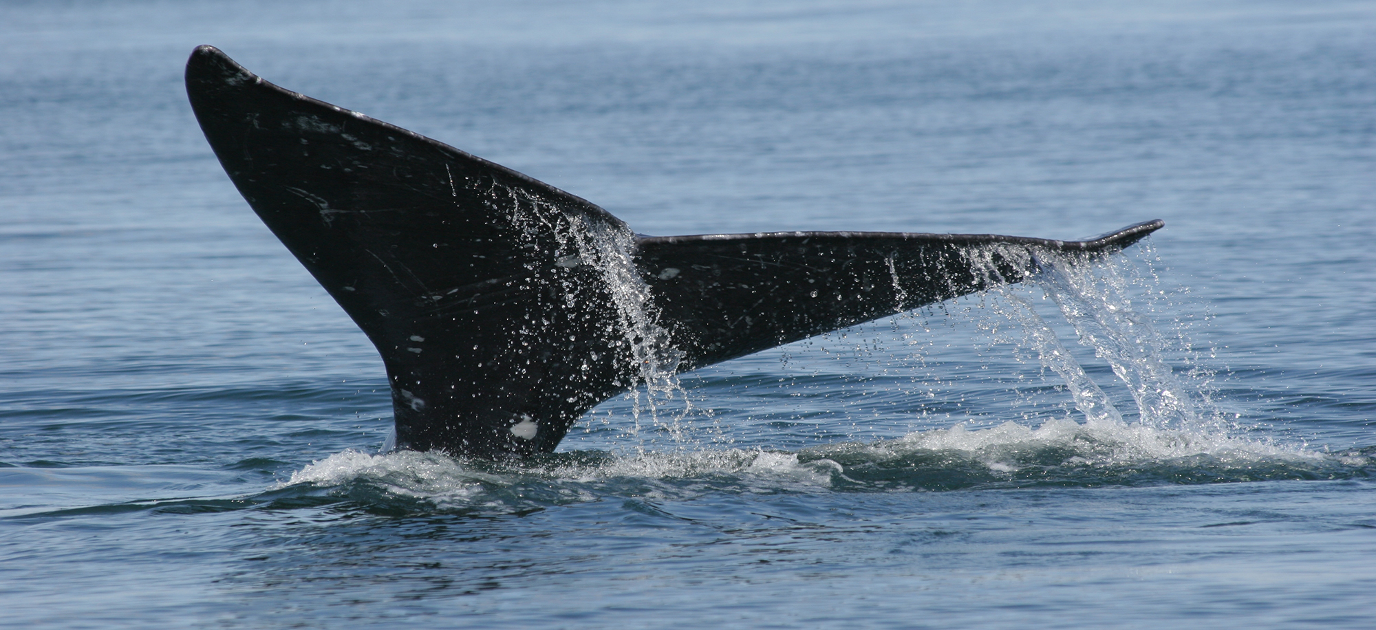 Grey whale tale by NOAA and Dr. Steven Swartz