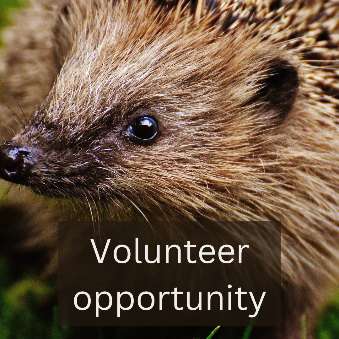 Volunteer opportunity: classify hedgehogs with Mammalweb