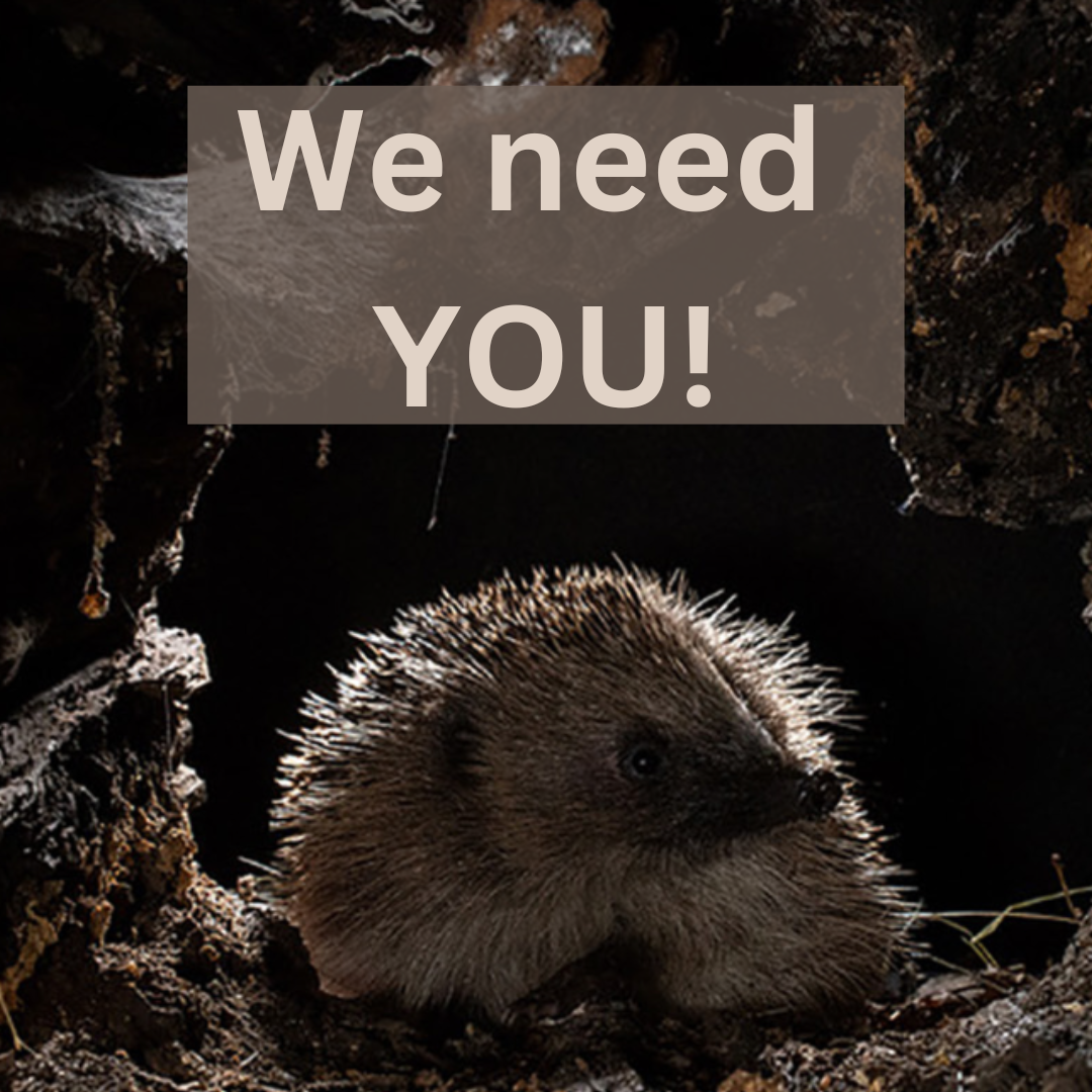 Hedgehog survey we need you