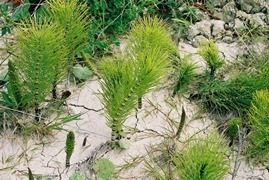 Stable Isotope Biogeochemistry Laboratory